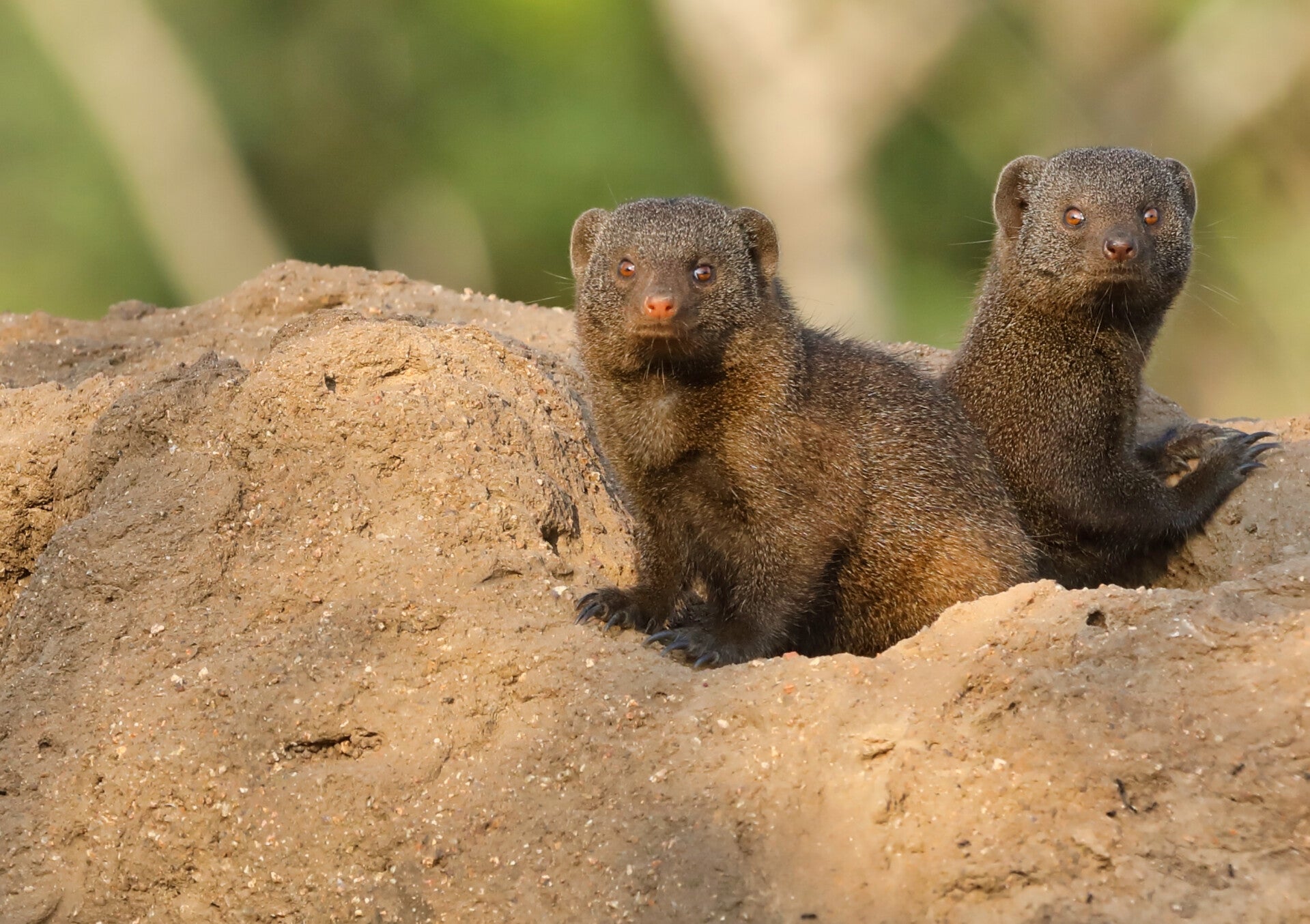 African common dwarf mongoose