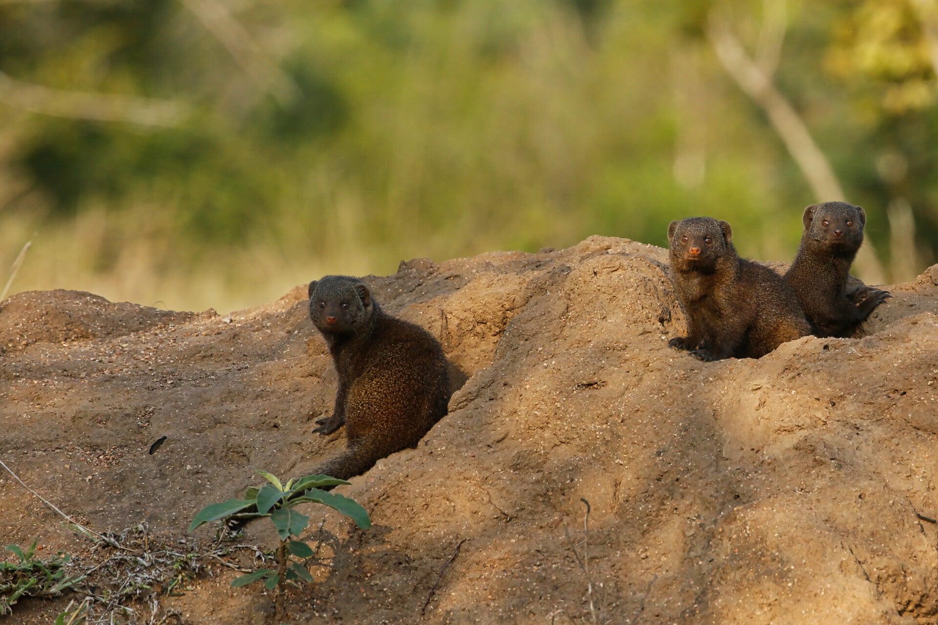 African common dwarf mongoose in group
