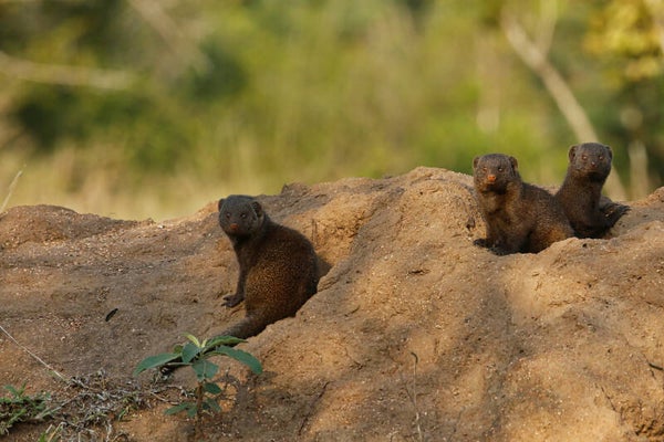 African common dwarf mongoose in group