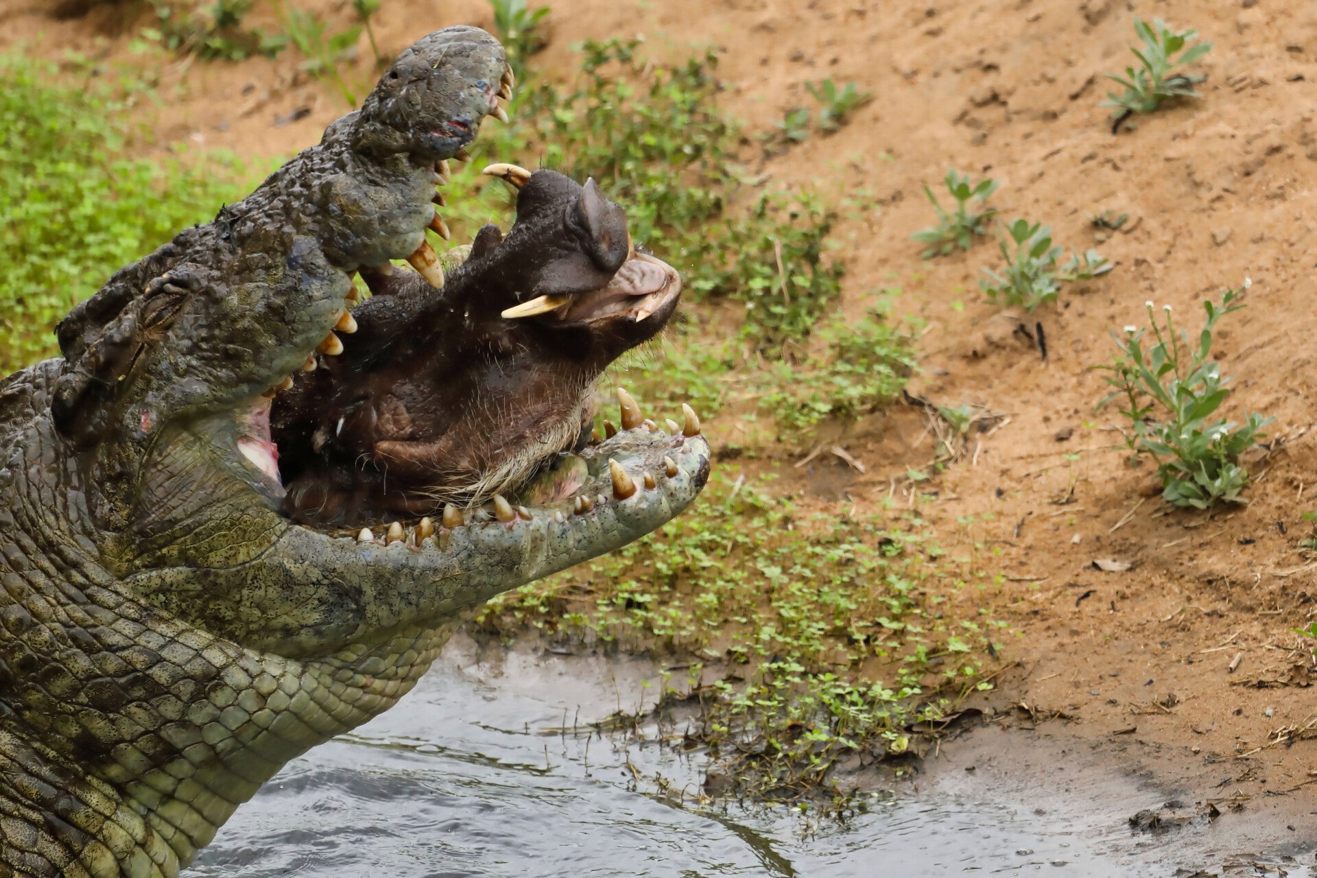 Crocodile feasting on a warthog