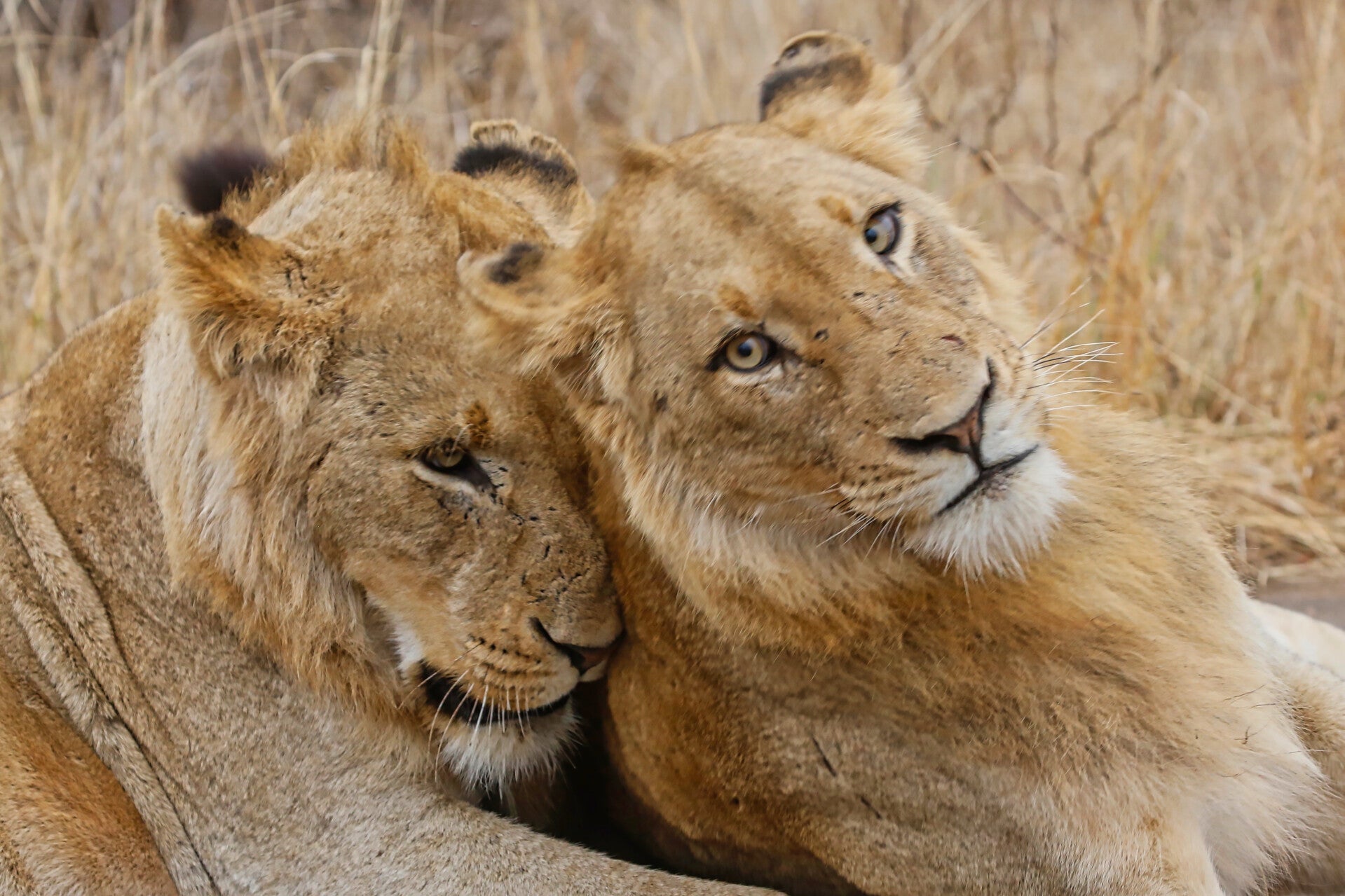 Young Teenage Male Lion Brothers laying down together