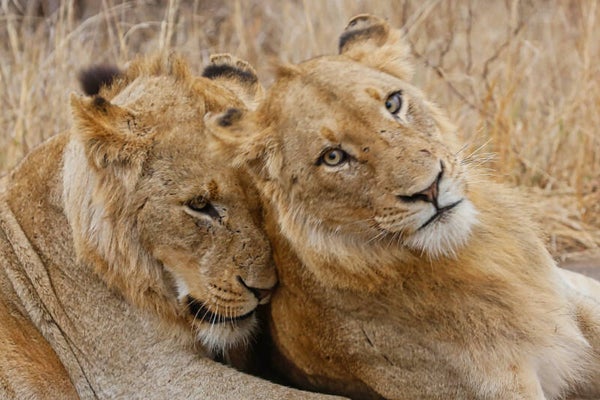 Young Teenage Male Lion Brothers laying down together