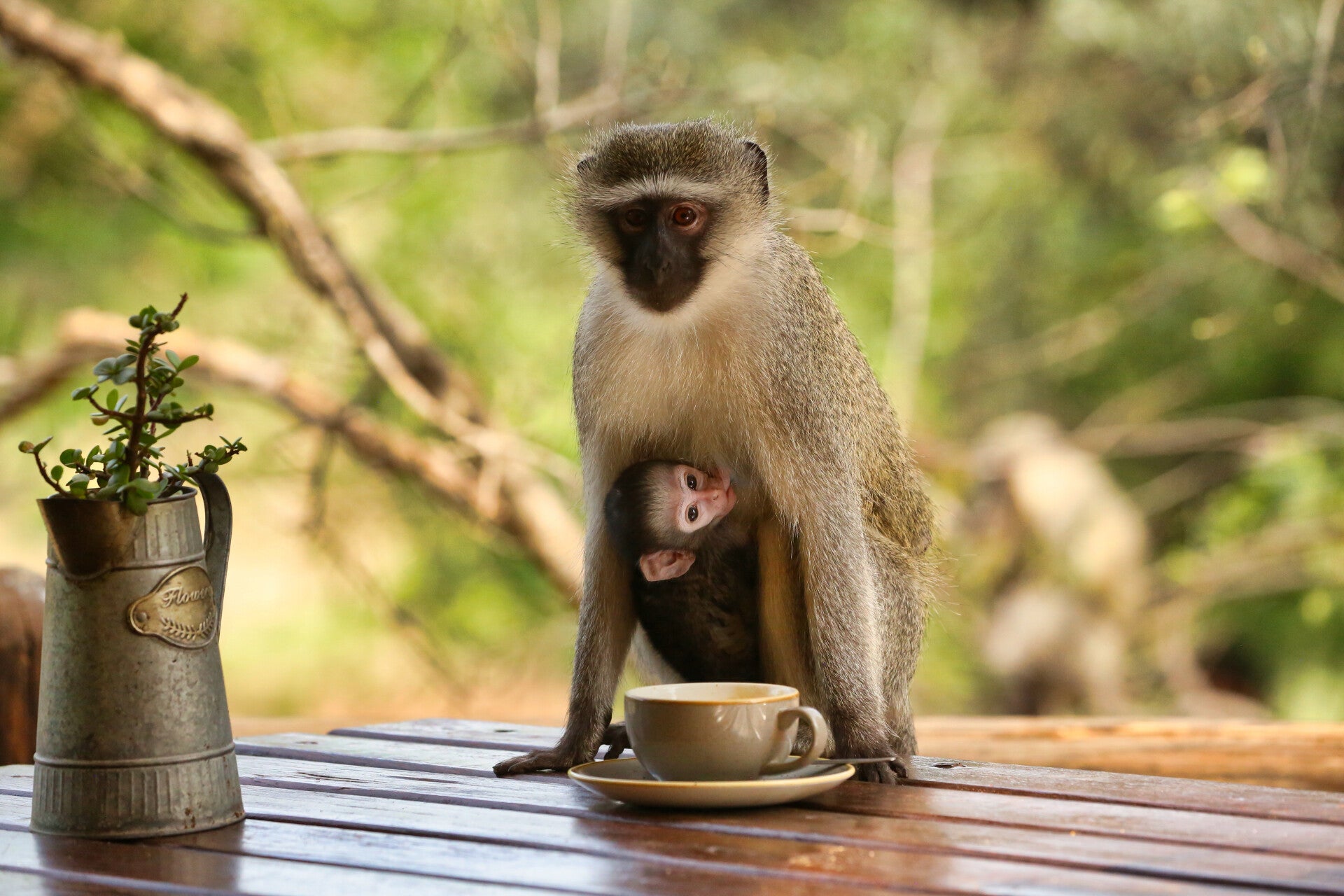 African Vervet Monkey with Infant