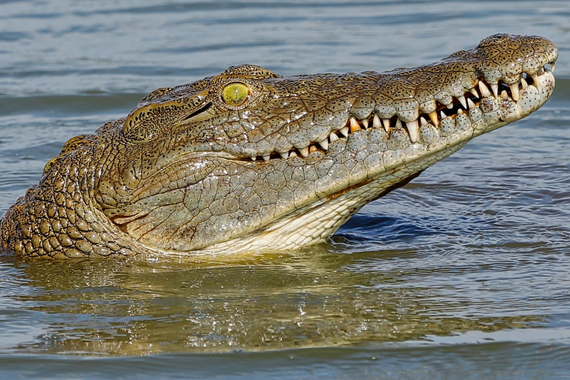African Crocodile in the water