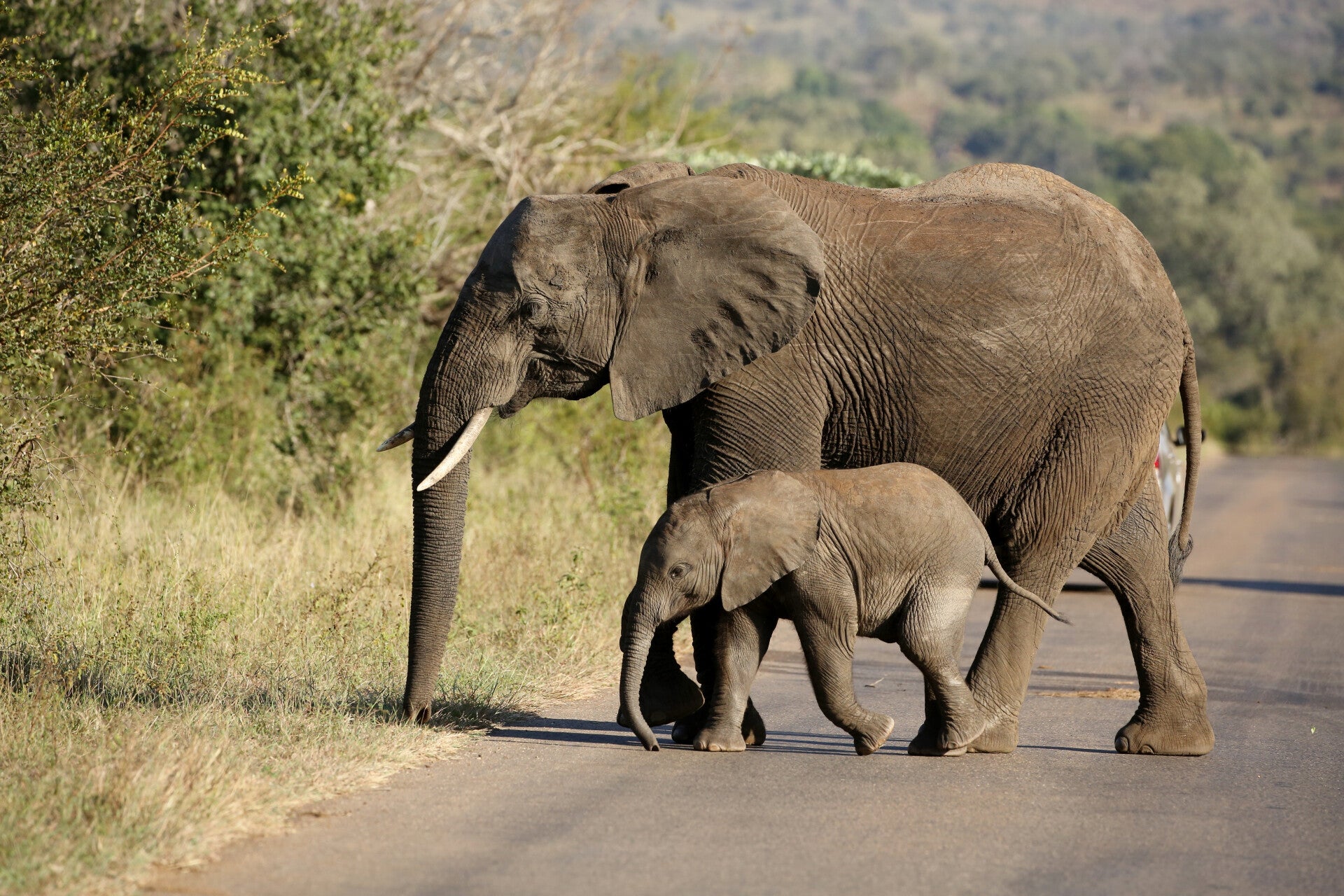 African Elephant mother with her calf
