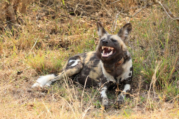 Wild dog