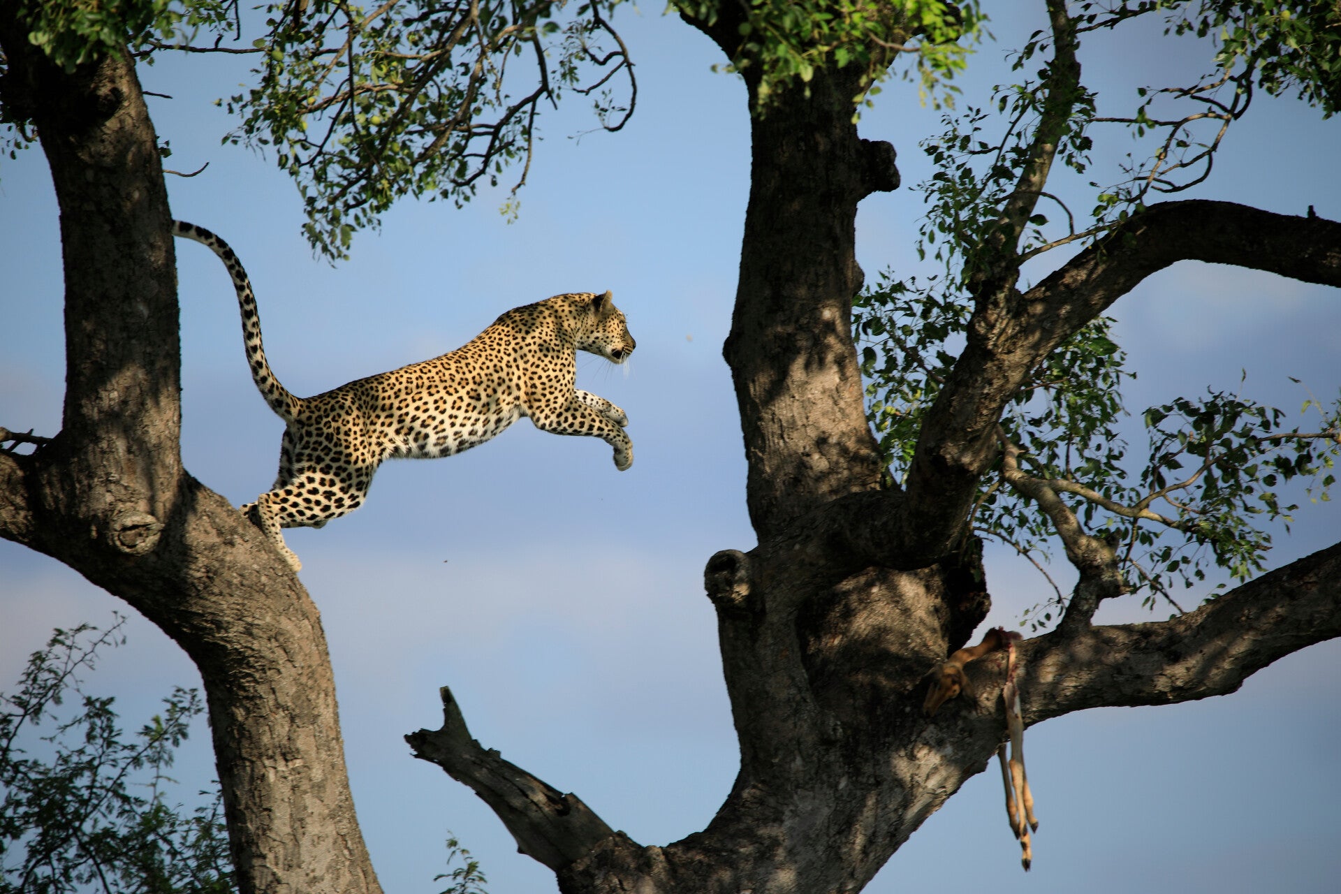Leopard jumping