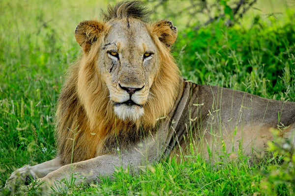 Male Lion