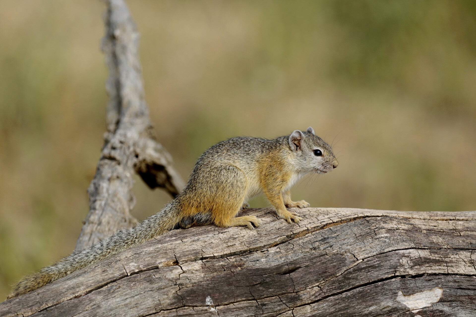 African Squirrel on old tree