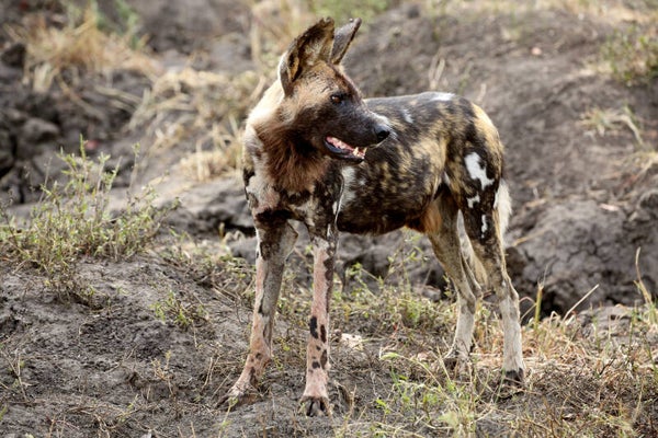 African Wild Dog