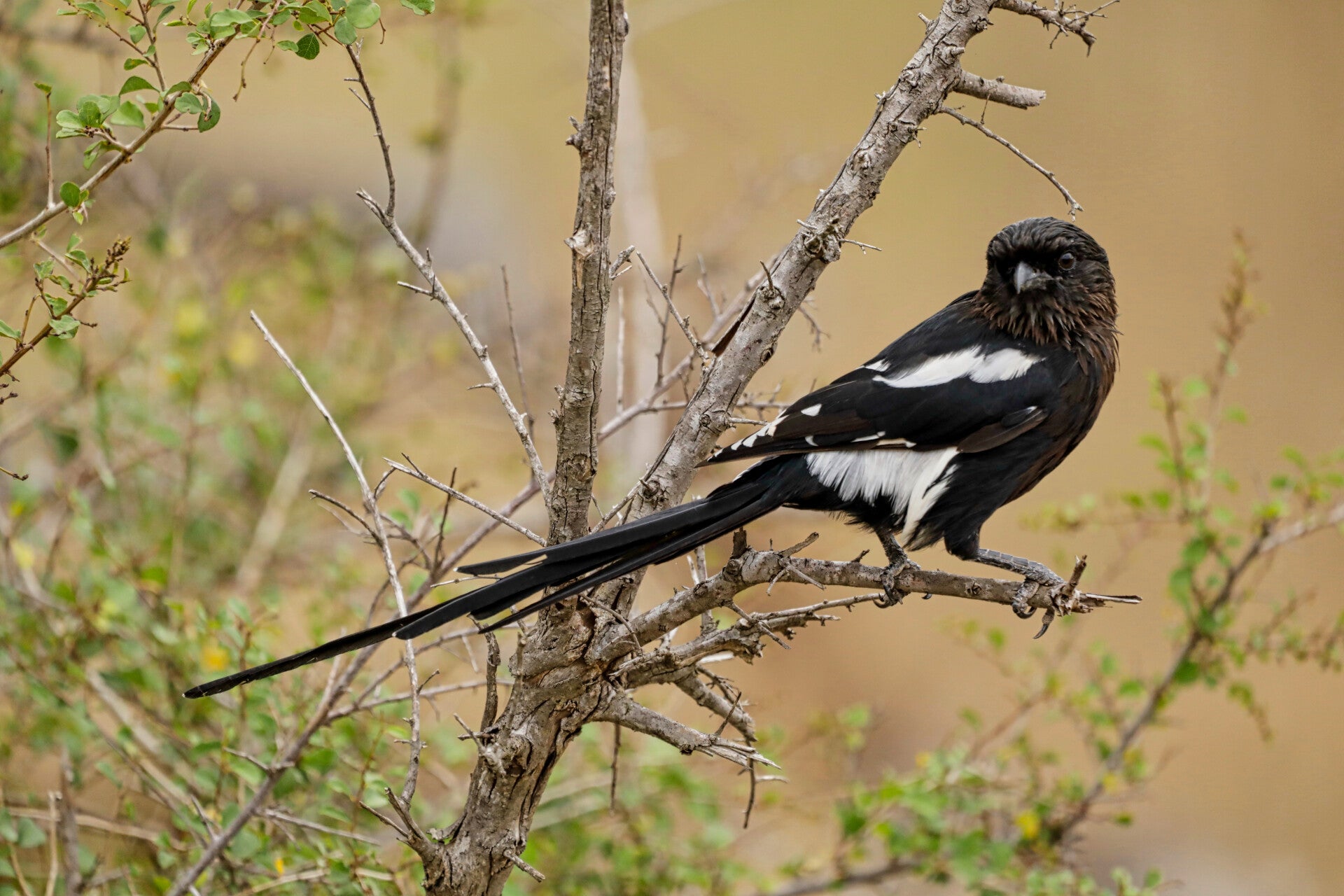 African Magpie Shrike Bird in tree