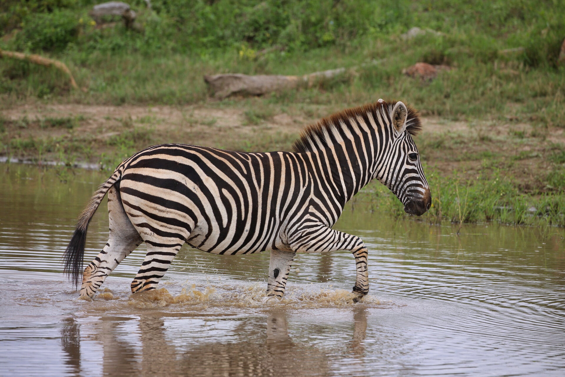 Africa Zebra crossing the water
