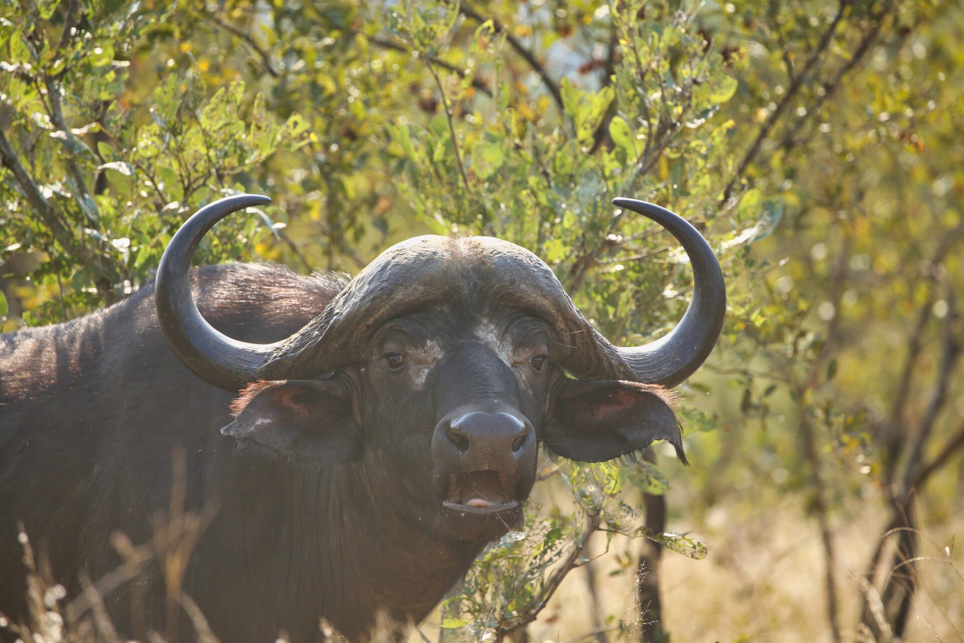 African Buffalo