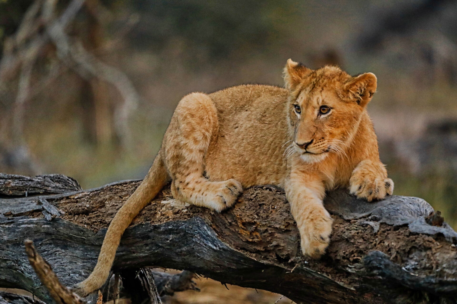 Young lion cub on a old tree