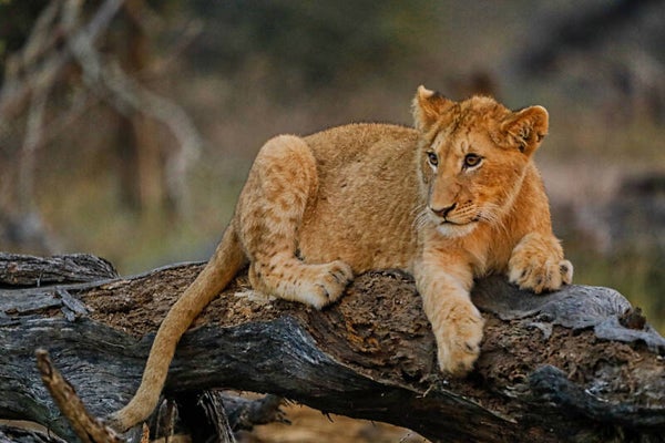 Young lion cub on a old tree