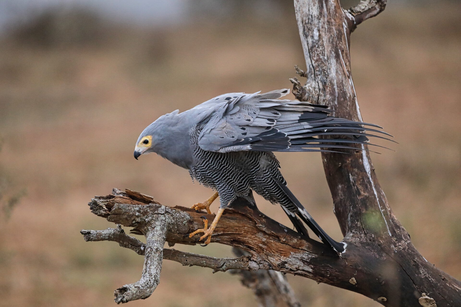 African Harrier-Hawk