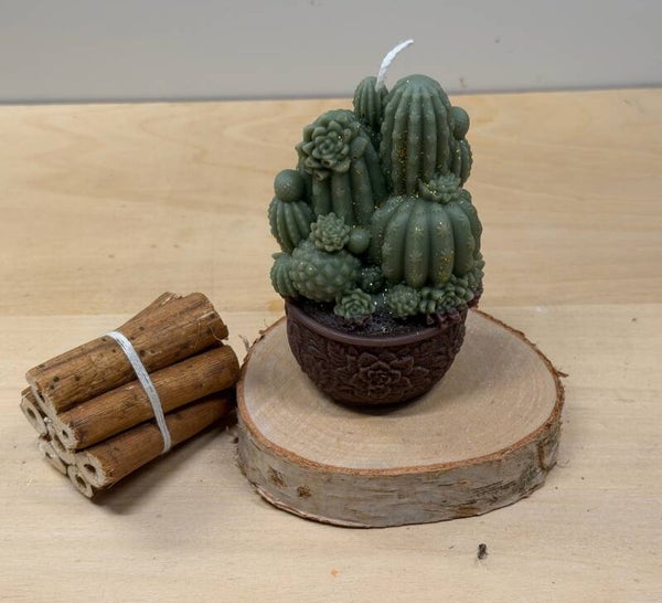 Cactus collectie Potje cactussen