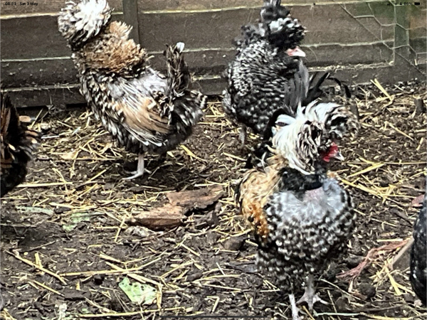 RARE PURE BREED 6 POLISH POLAND FRIZZLE CRESTED BANTAM FERTILE HATCHING EGGS