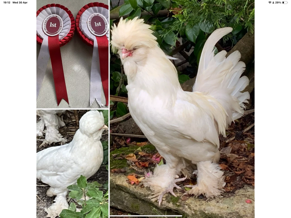 RARE PURE BREED SULTAN FERTILE HATCHING POULTRY EGGS CRESTED BOOTED