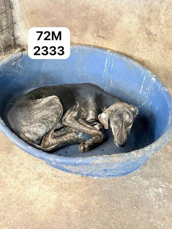 Fino 72M2333