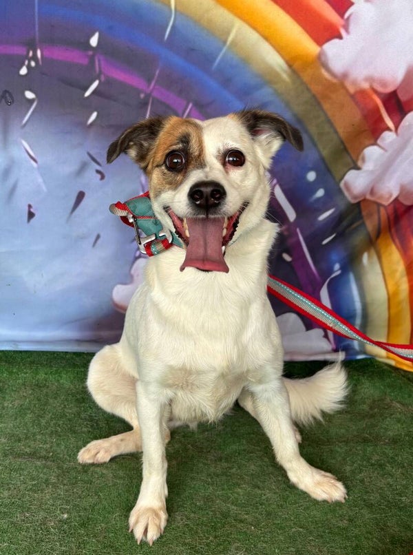 Tala #52460