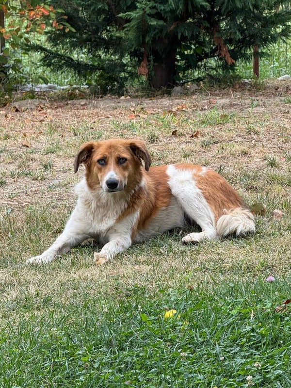 Bayla