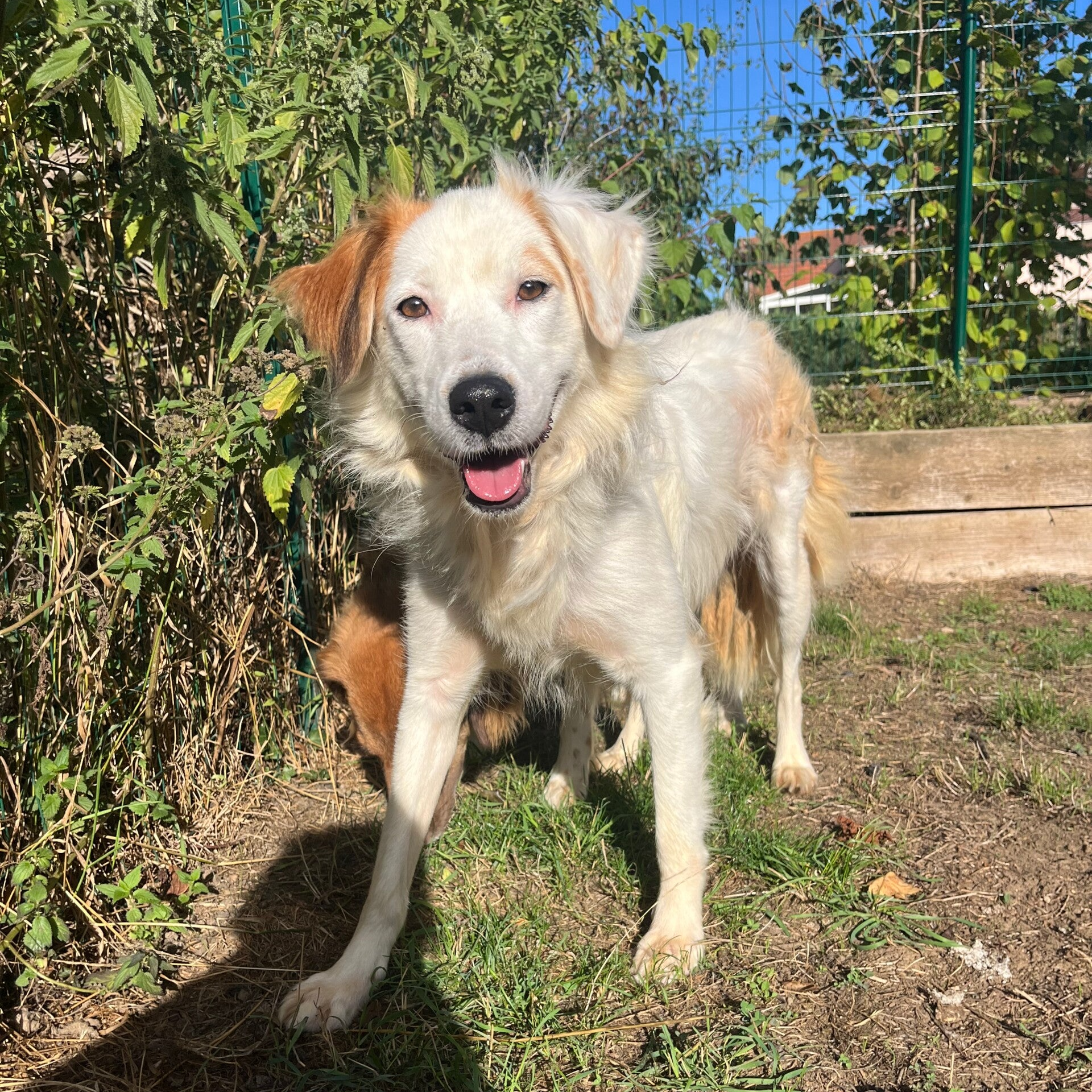 Olympe #23931