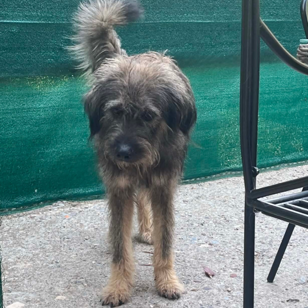 Rufus