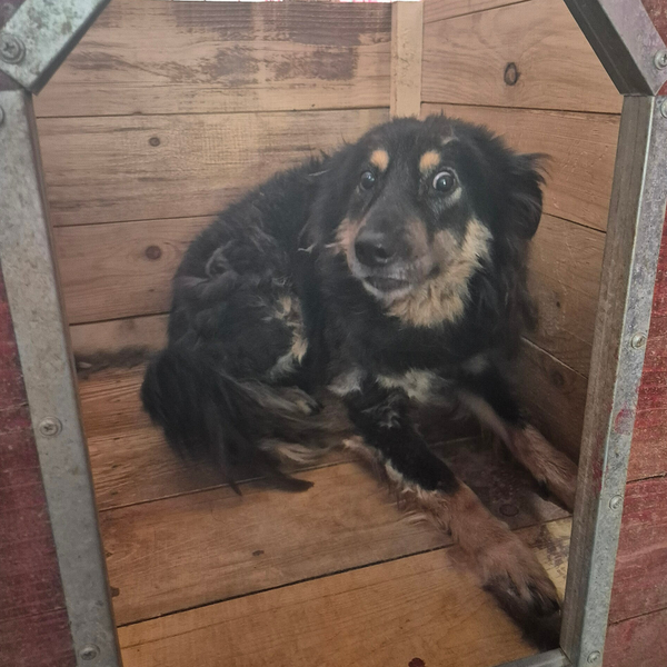 Bo #21447