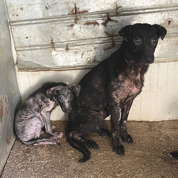 Lady & son fils Scamp