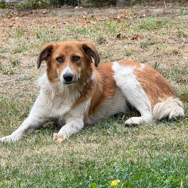 Bayla