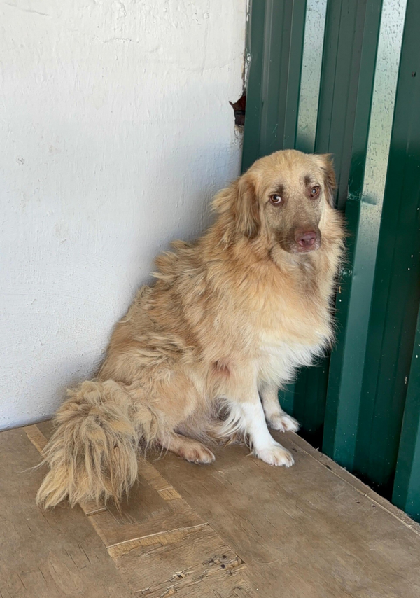 Tawny #50127