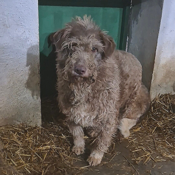 Bernard #46616