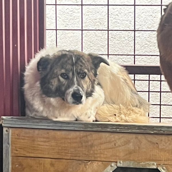 Rosco #24377