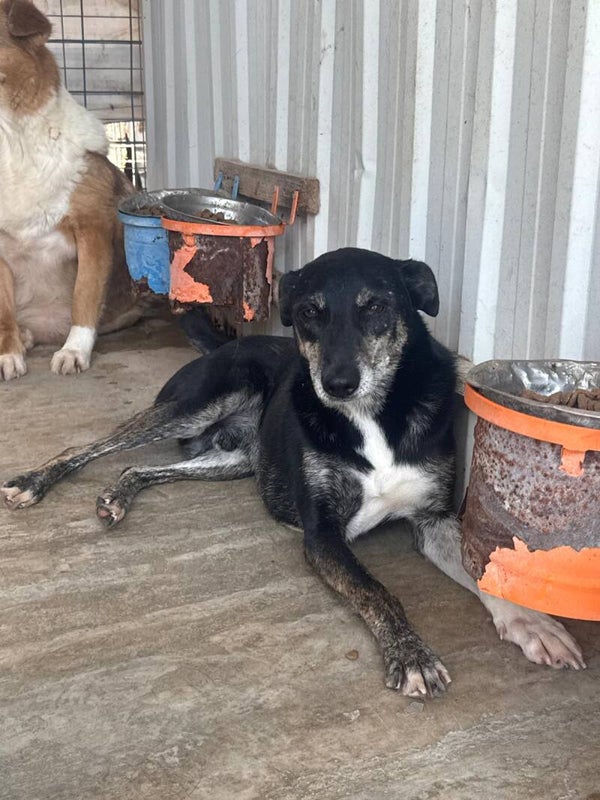 Balzac # 21547