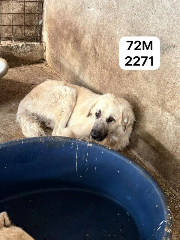 Liban 72M2271