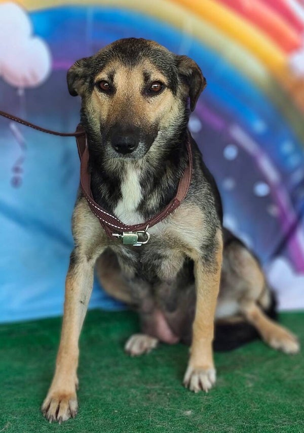 Assia #52379