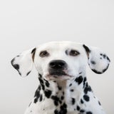 Diva_-2-1.jpg