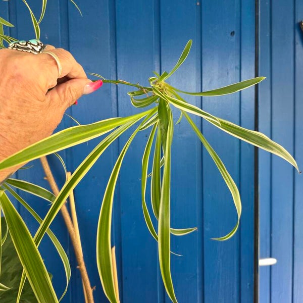 Grünlilie Ableger (Chlorophytum comosum) –  ungetopft (glatt), direkt von der Mutterpflanze