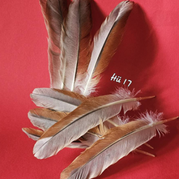 Gockel Federn weiß/braun 10 St. (Hü17)