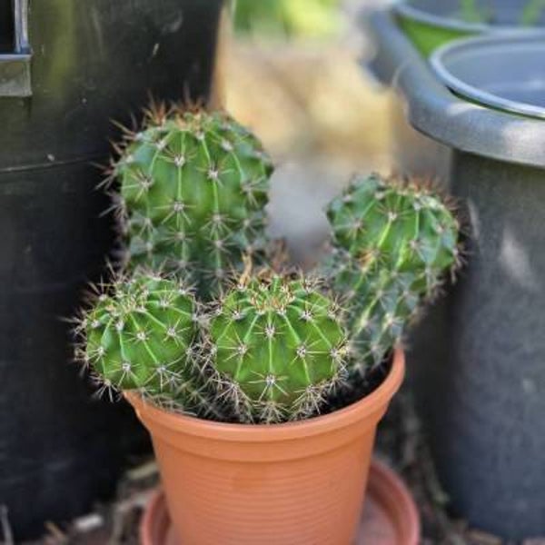 Der Osterei-Kaktus - Echinopsis subdenudata