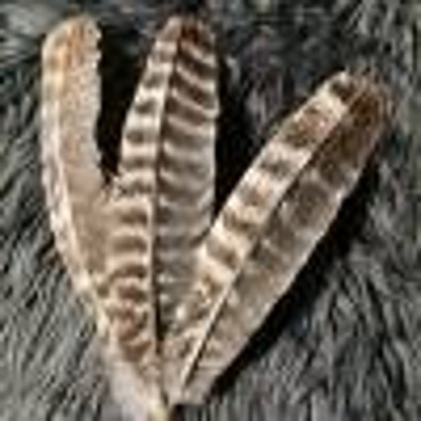 Truthahn Federn 3 Stück (THF1)