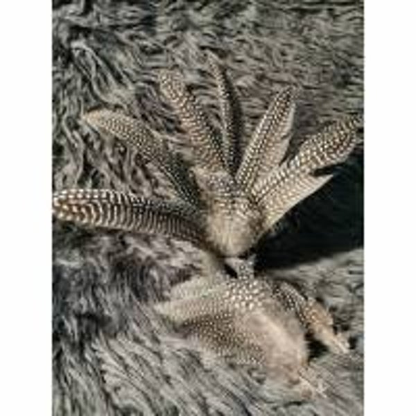 Perlhuhn Federn 10 St. (PHF1)