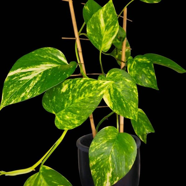 Efeutute Ableger – Scindapsus Epipremnum – Frisch geschnitten oder schon bewurzelt