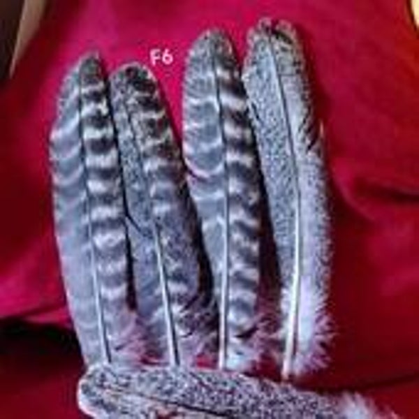 Truthahn-Federn -  (F6) für das Westernhobby