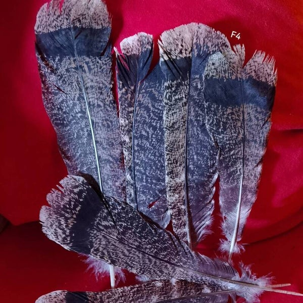 Truthahn-Federn, 6 Stück (F4)