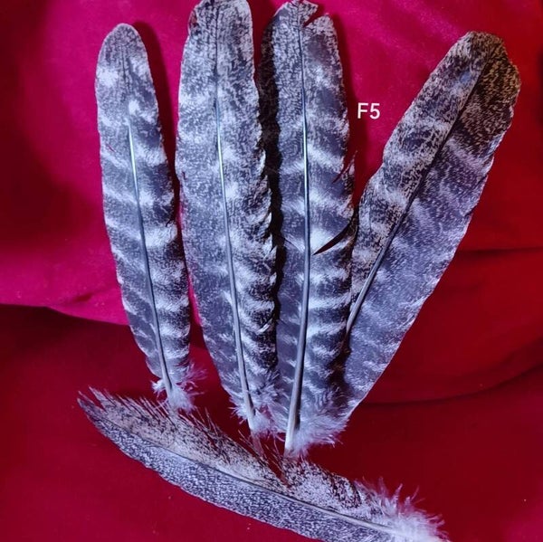 Truthahn - Federn (F5)