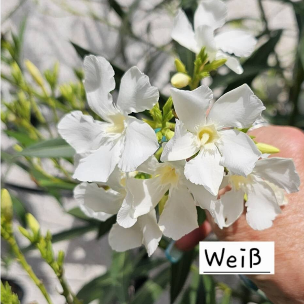 Oleander  (Rosenlorbeer) - Jungpflanzen, div. Farben (Ole4)