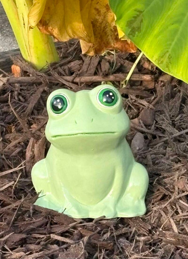 Garden Frog