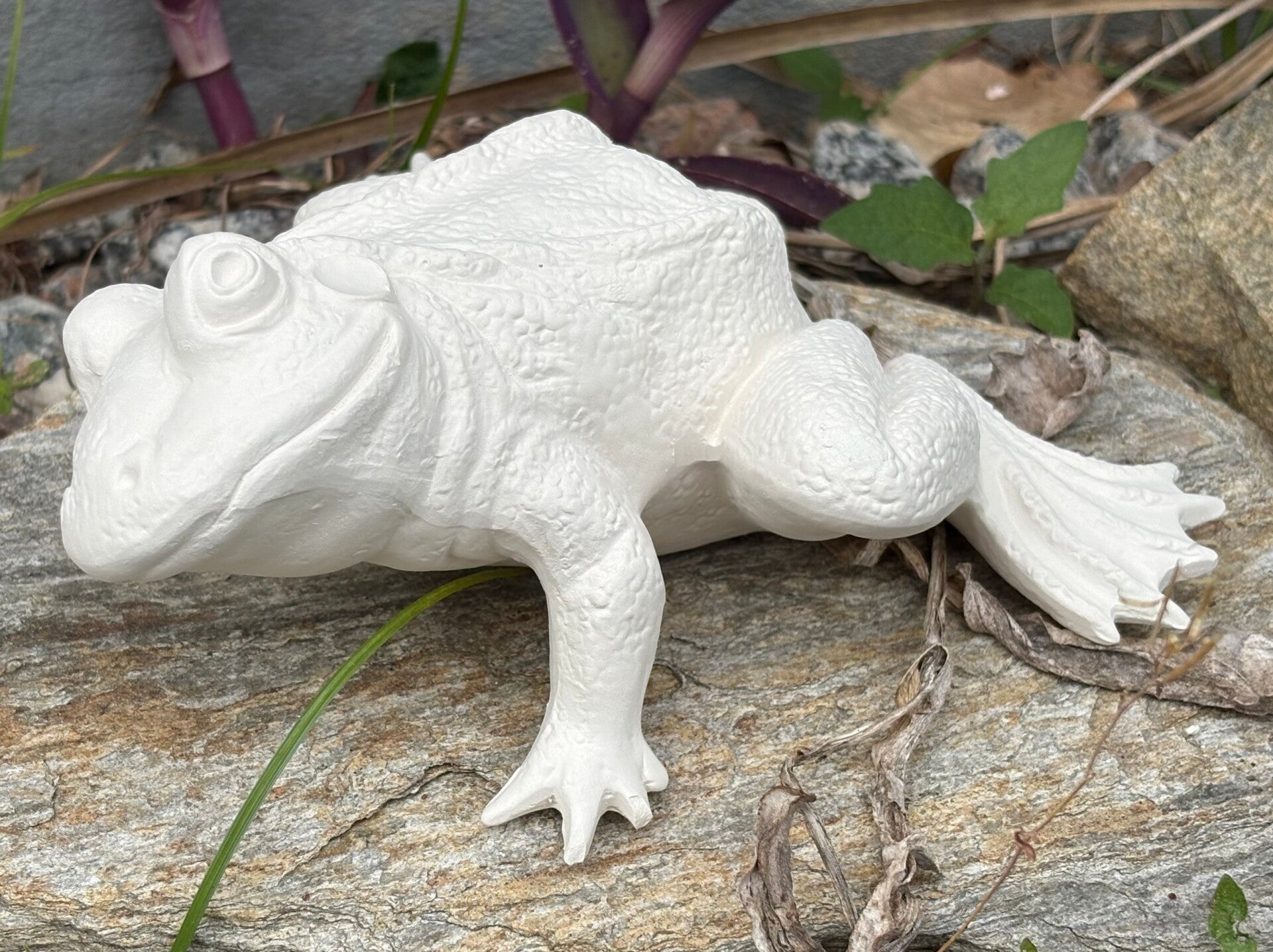 Lovely Frog